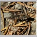 Thereva sp - Stilettfliege 04a 11mm.jpg